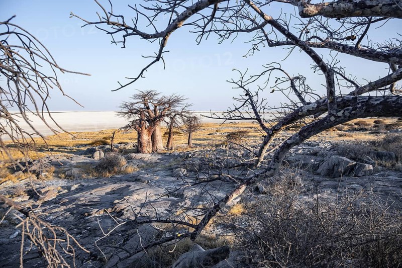 African baobab or baobab tree (Adansonia digitata), arid landscape, Kubu Island (Lekubu), Sowa Pan, Makgadikgadi salt pans, Botswana