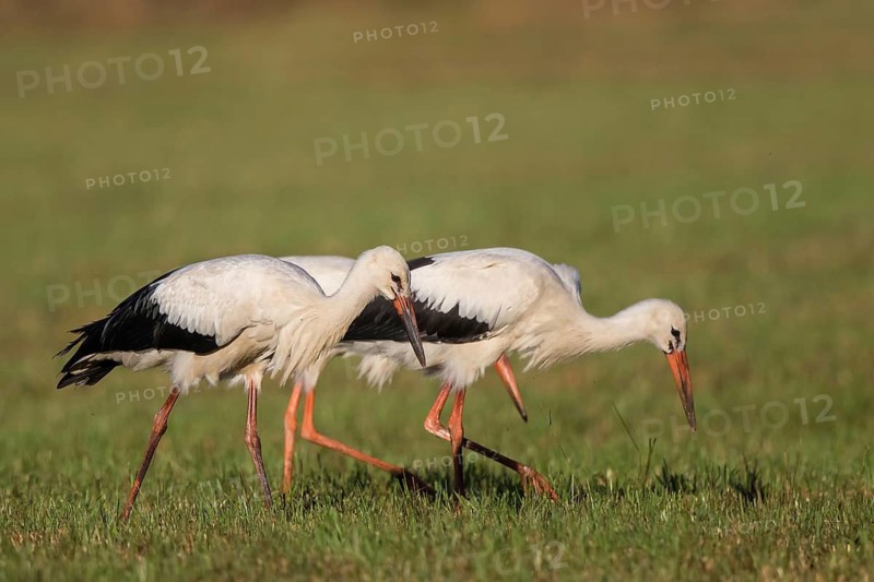 White Stork (Ciconia ciconia) juvenile foraging, North Rhine-Westphalia, Germany