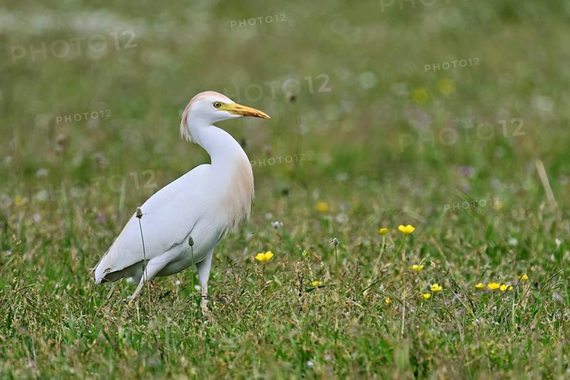 Cattle egret (Bubulcus ibis), foraging in a meadow, Camargue, southern France, France