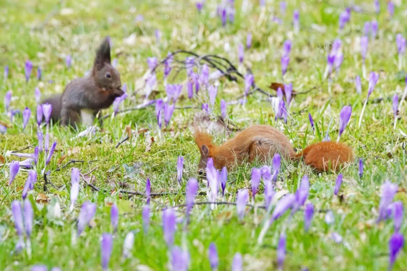 Squirrel, crocus meadow, March, Germany