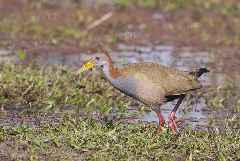 Giant Wood Rail (Aramides ypecaha) foraging, Corrientes, Argentina