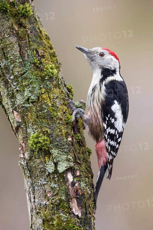 Middle Spotted Woodpecker (Dendrocoptes medius) climbing up old mossy tree trunk, Poland