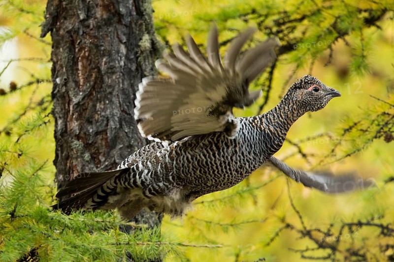 Black-billed Capercaillie (Tetrao urogalloides) female taking flight, Toew Aimag, Mongolia