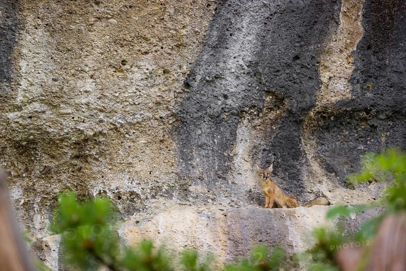 A Corsican fox (Vulpes corsac) standing on a ledge in a rock face