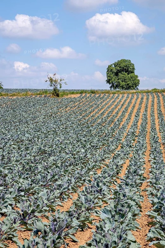 Field with red cabbage (Brassica oleracea convar. capitata var. rubra L.), Southern Palatinate, Palatinate, Rhineland-Palatinate, Germany