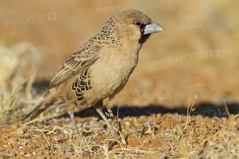 Sociable Weaver (Philetairus socius), Hardap, Namib-Naukluft National Park, Namibia