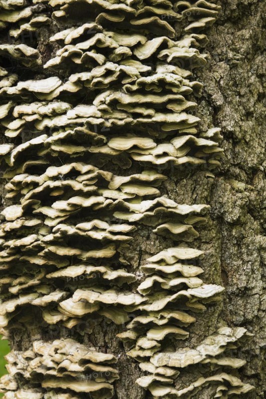 Close-up of large Acer, Maple tree trunk and bark covered with white Mushroom, Fungi growth in spring, Quebec, Canada