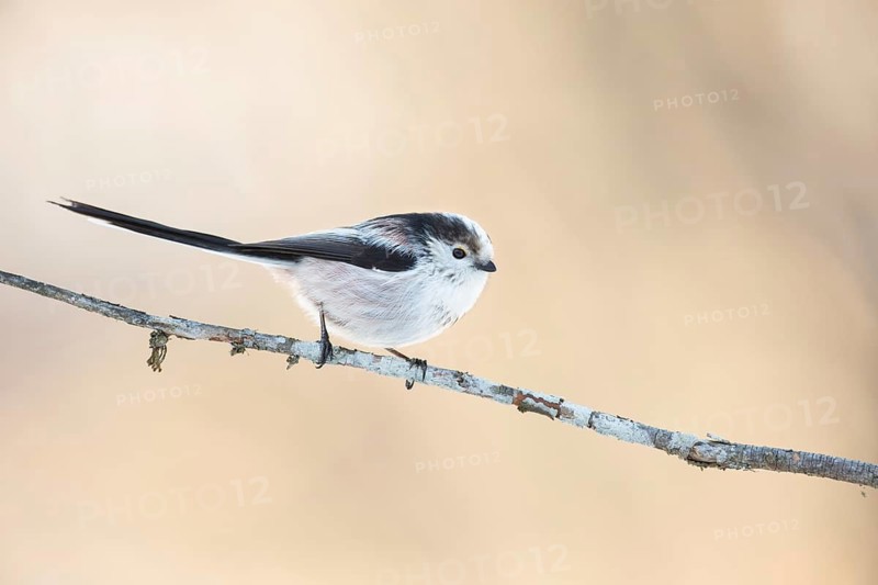 Long-tailed Tit (Aegithalos caudatus europaeus) perched on a branch, Grisons, Switzerland