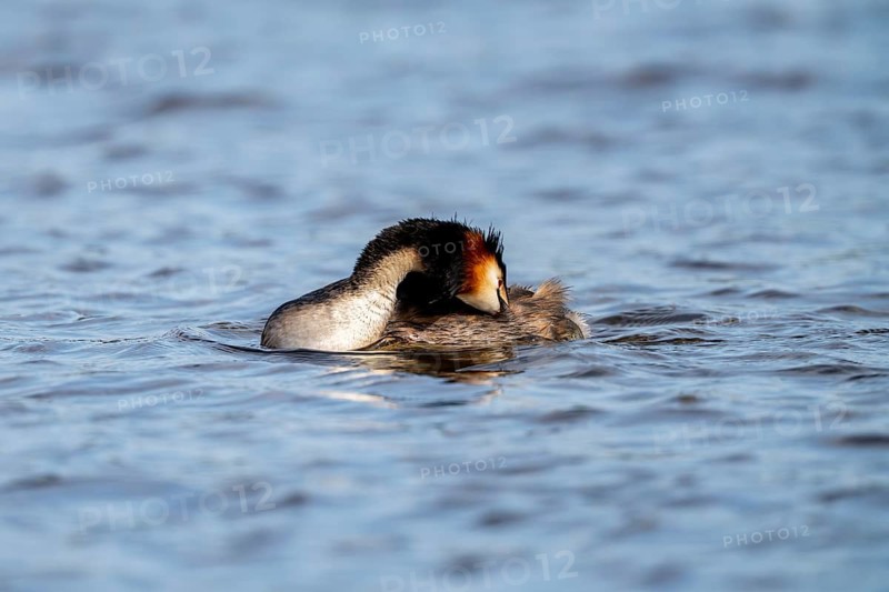 Great crested grebe (Podiceps scalloped ribbonfish), during plumage care, Vulkaneifel, Rhineland-Palatinate, Germany