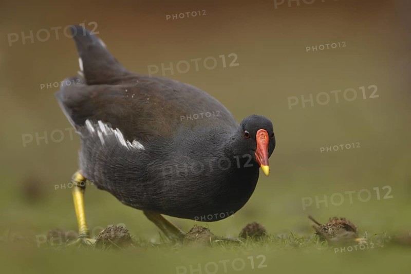 Common Moorhen (Gallinula chloropus), North Rhine-Westphalia, Germany