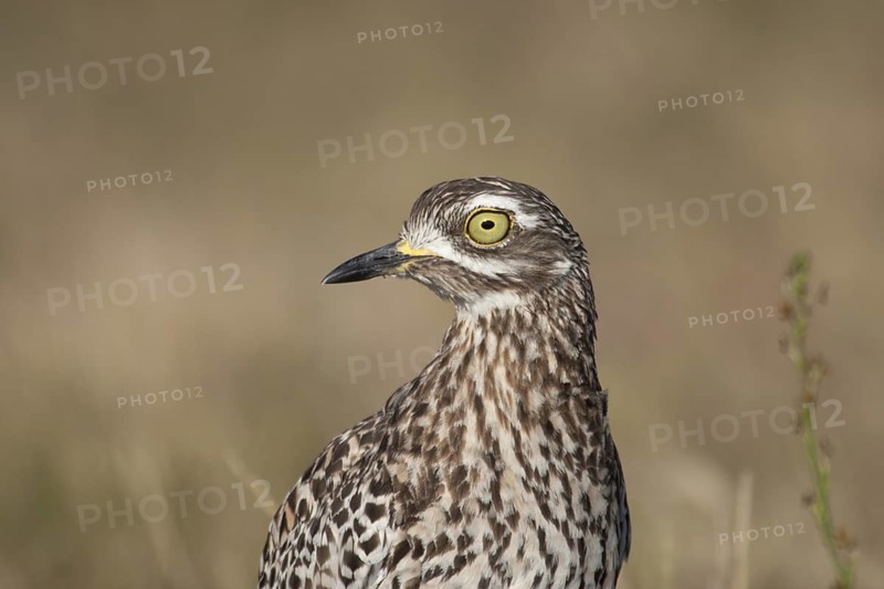 Kaptriel (Burhinus capensis), South Africa