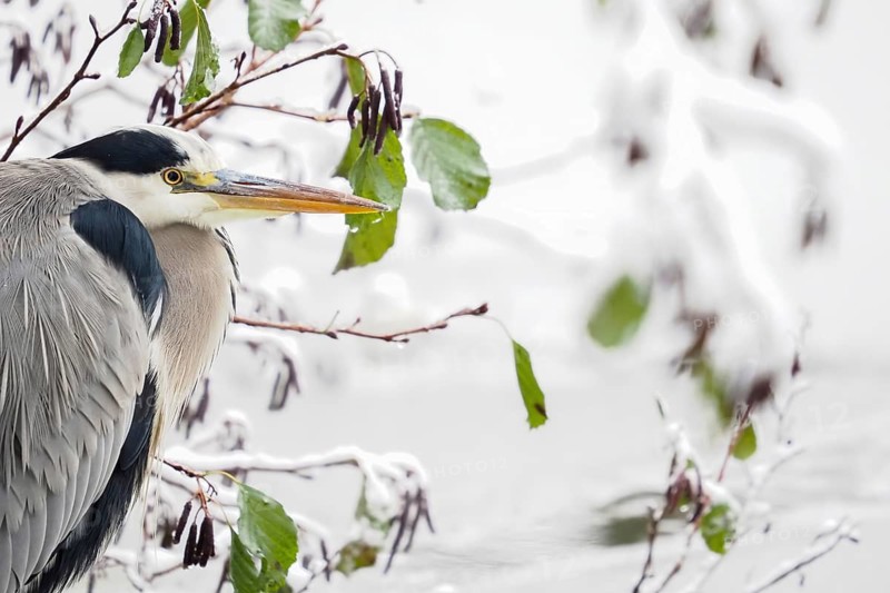 Grey heron (Ardea cinerea), animal portrait, last autumn leaves in the background, Hesse, Germany