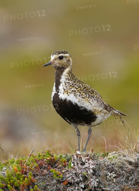 European Golden Plover (Pluvialis apricaria) perched on the ground, Iceland