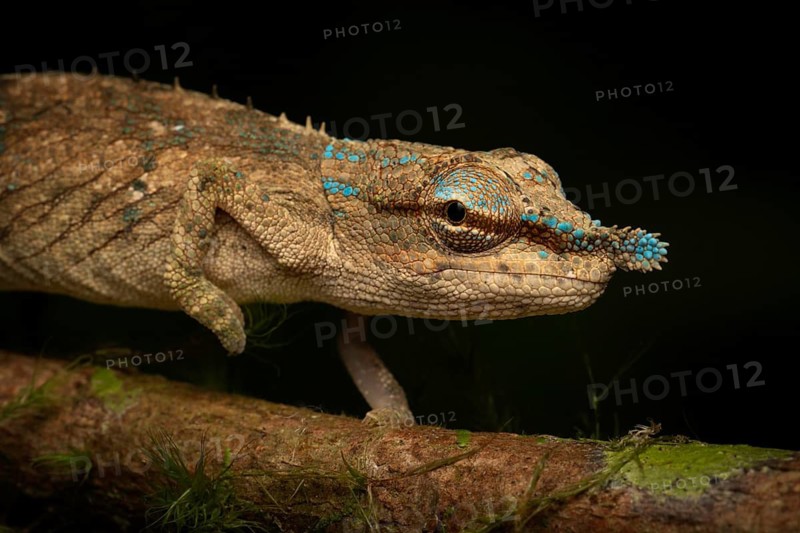 Chameleon of the genus Calumma cf. uetzi in the mountain cloud forests of Marojejy National Park in north-east Madagascar
