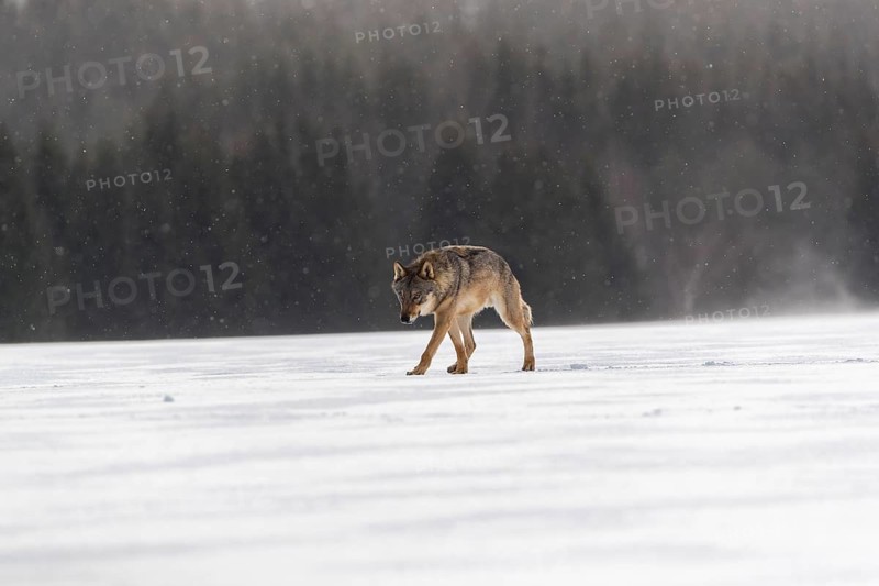 One male eurasian gray wolf (Canis lupus lupus) walking thru deep snow with a forest in the background