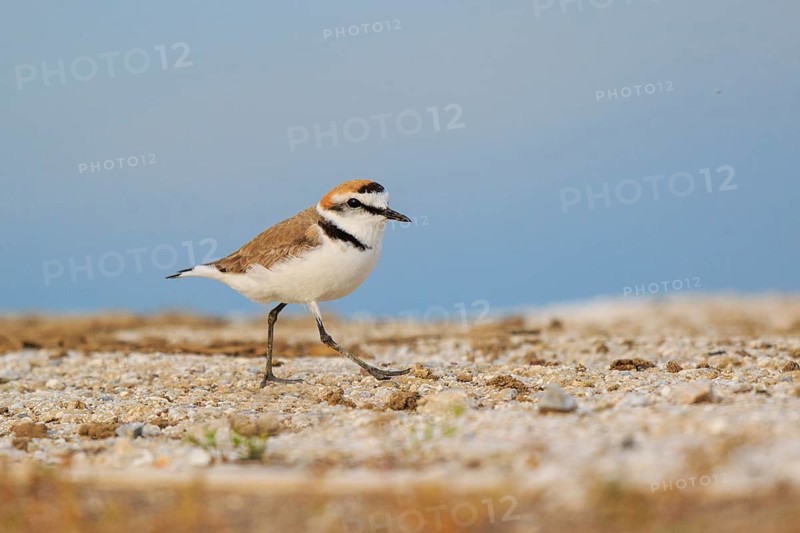 Kentish Plover (Charadrius alexandrinus) male, Greece