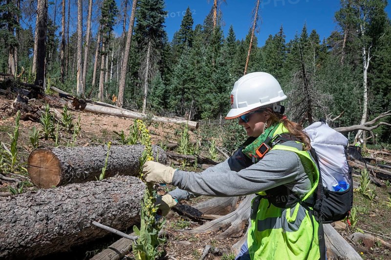 Grand Canyon National Park, Arizona - Volunteers removed invasive mullein plants on the canyon's North Rim. The 2025 Dragon Bravo fire and other forest fires have allowed the non-native plant to spread reapidly. Organized by the nonprofit Grand Canyon Trust, the volunteers also planted trees and collected native seeds for future planting