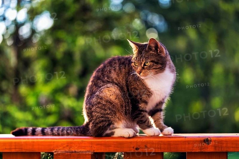 Brown tabby felidae (Felis silvestris catus) sitting on railing, attentive gaze, Germany