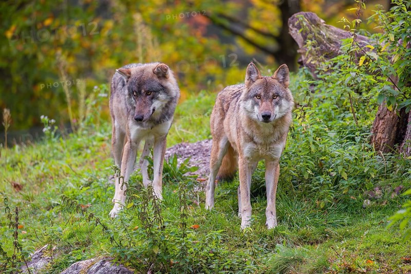 Two Eurasian gray wolves (Canis lupus lupus) stand in a meadow on a hill, watching something. Colorful foliage can be seen in the background