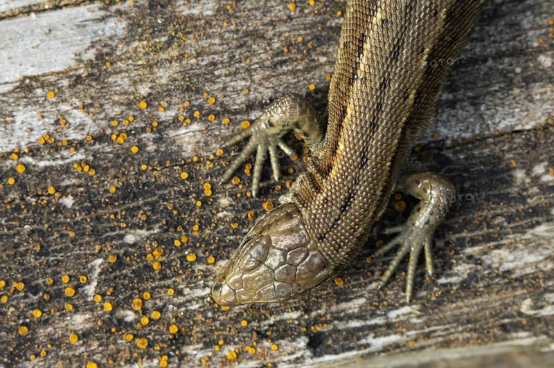 Common lizard (Zootoca vivipara) adult reptile resting on a wooden sleeper, England, United Kingdom