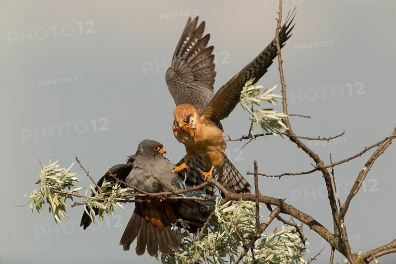 Red-footed Falcon (Falco vespertinus) pair, Serbia