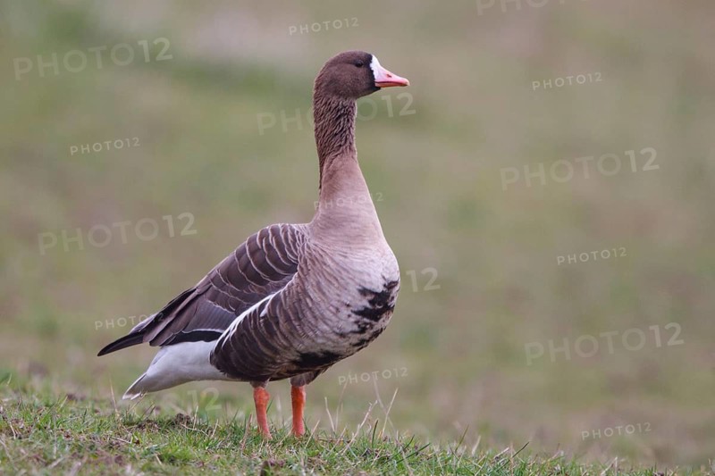 Greater White-fronted Goose (Anser albifrons), North Rhine-Westphalia, Germany
