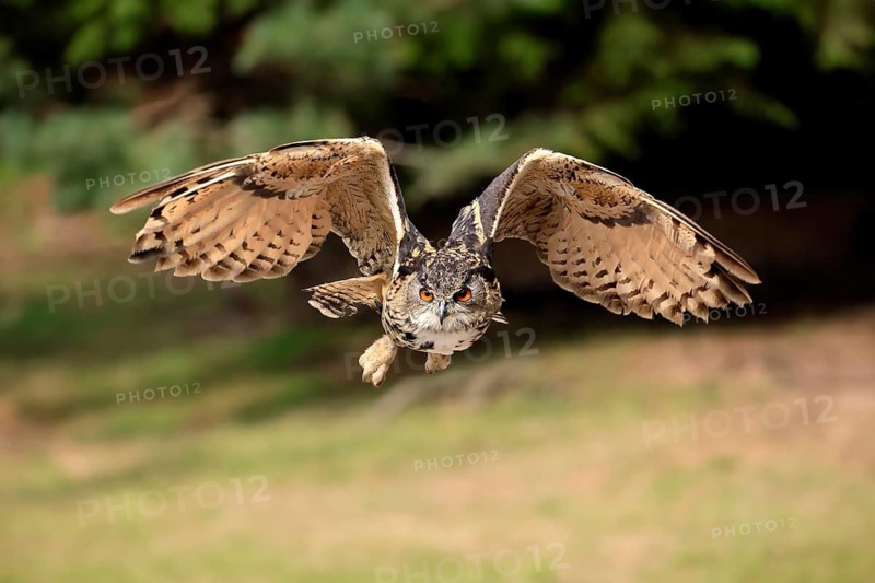 Eurasian Eagle-owl (Bubo bubo), adult, flying, Rhineland-Palatinate, Germany