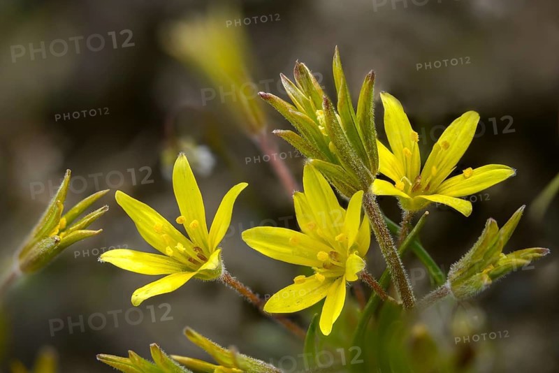 Field yellow star, field gold star, gagea villosa, golden star, liliaceae, lily family, flora, yellow star, hairy star of Bethlehem, plants, plants