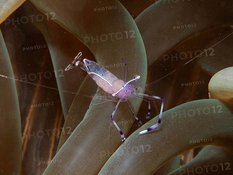 Red Sea partner shrimp (Periclimenes longicarpus)