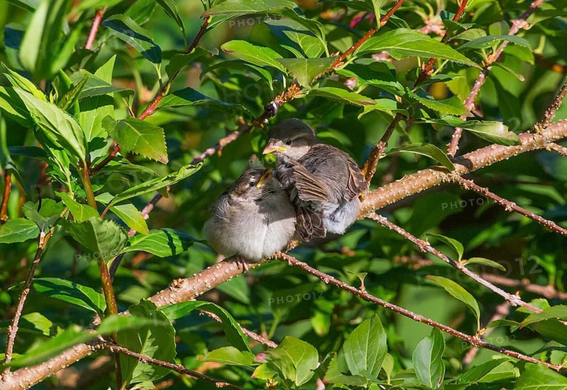 House sparrow (Passer domesticus), two juvenile birds sitting on a branch of a bush, huddled together, Hesse, Germany