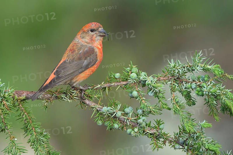 Red Crossbill (Loxia curvirostra) male perched on a branch, Colorado, USA