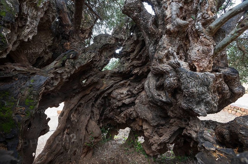 Natural monument, oldest olive tree in the world in the village of Pano Vouves, Crete, Greece