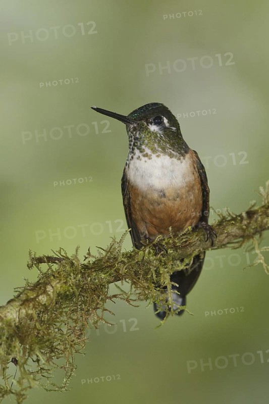 Violet-tailed Sylph (Aglaiocercus coelestis) female, Ecuador