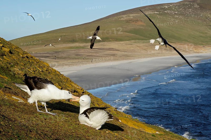 Black-browed Albatross (Thalassarche melanophris) pair at a nesting colony, Falkland Islands
