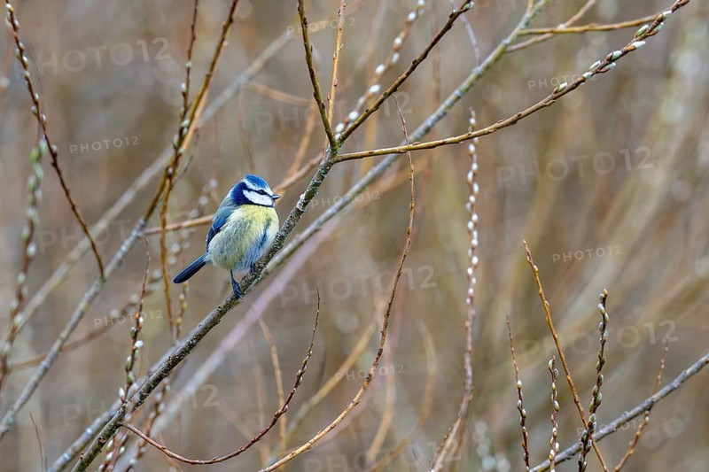Blue tit (Parus caeruleus), Rhineland-Palatinate, Germany