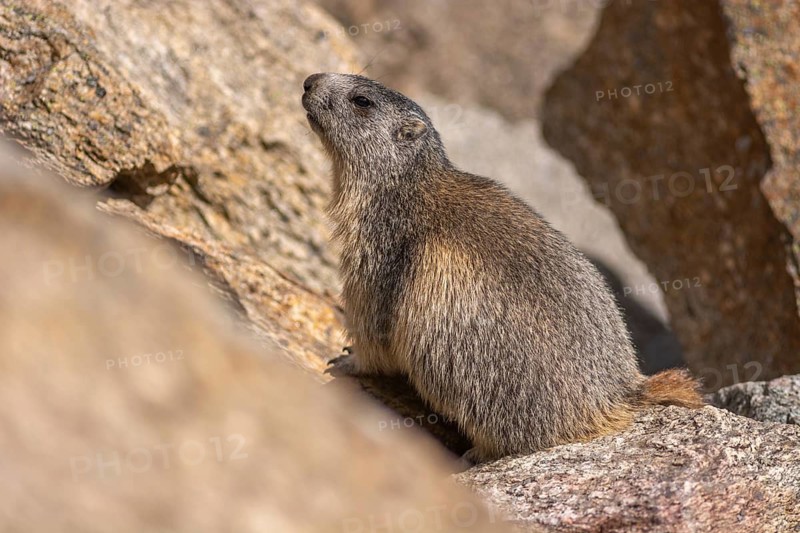 An alpine marmot (Marmota marmota) stands on a rock. The animal is brown and grey. Aosta, Gran Paradiso, Italy