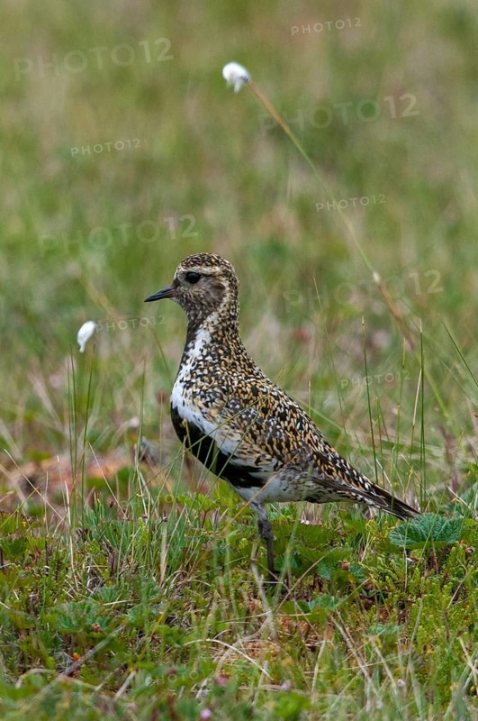 Finland, golden plover, pluvialis apricaria, birds, charadriiformes, high size, portrait format, limikolen, plower, plover, birds, waders, waders