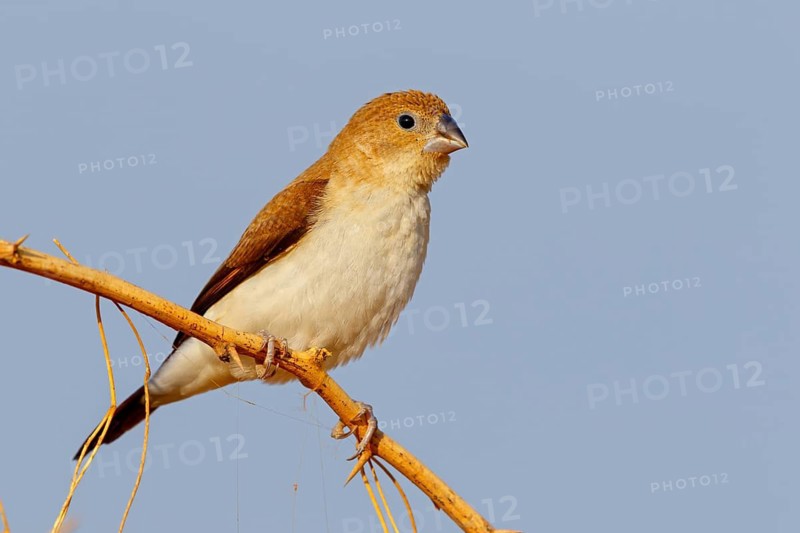 African silverbill, silver beak, silver pheasant, trusting bird, ornamental bird in Europe, family of finches, (Euodice), (Lonchura cantans), perching site, Ayn Tobroq and Ayn Athum junction, Salalah, Dhofar, Oman