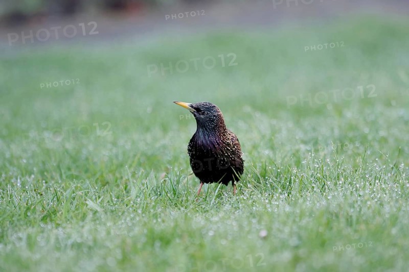 Starling (Sturnus vulgaris), Plumage, Lawn, Dew, Spring, A single starling sits in damp grass