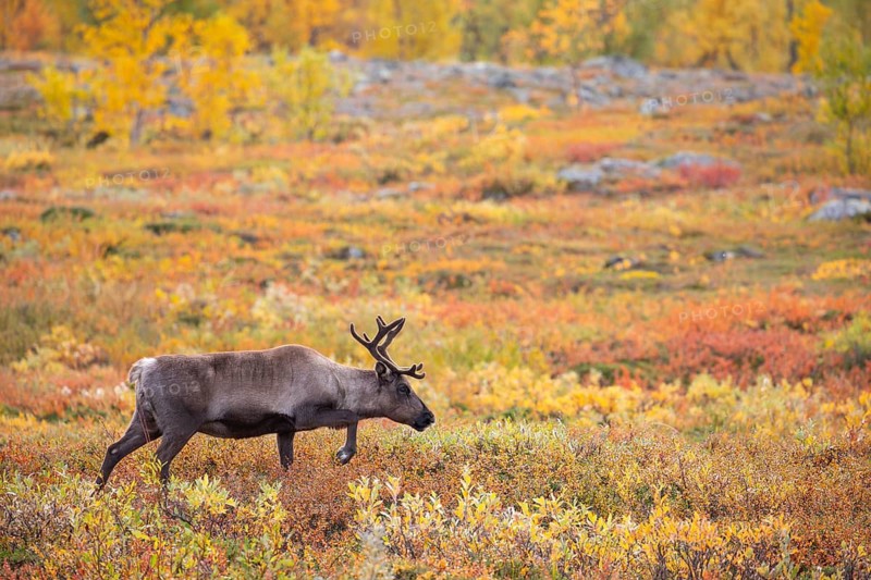 Reindeer at Abisko National Park in the colourful autumn of Lapland below Lapporten, Cuonjávággi
