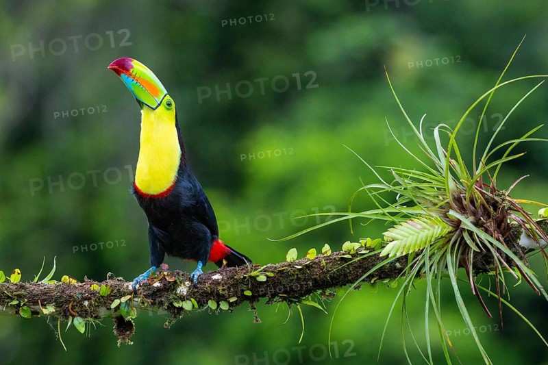 Fishing Toucan (Ramphastos sulfurantus), Toucans (Ramphastidae), Laguna del Lagarto Lodge, Alajuela, Costa Rica