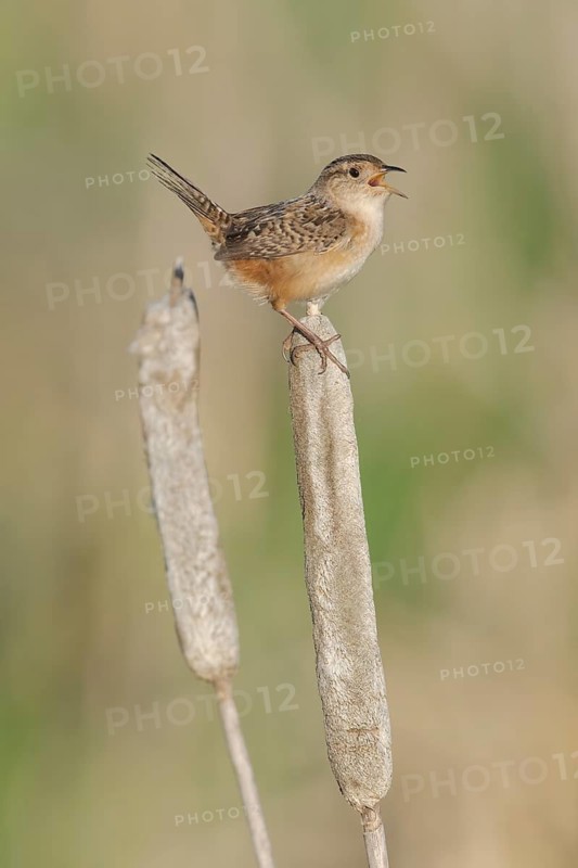 Sedge Wren (Cistothorus platensis) singing, Minnesota, USA