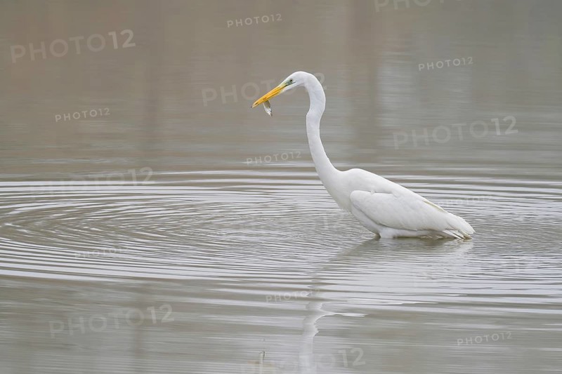 A Great White Egret (Ardea alba) standing in the water and holding a fish in its beak, Hesse, Germany