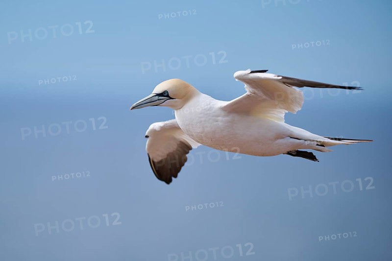 Northern gannet (Morus bassanus) flying over the sea, wildlife, Helgoland, Germany