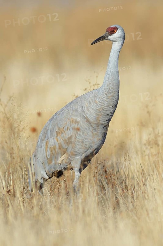 Sandhill Crane (Antigone canadensis), New Mexico, USA