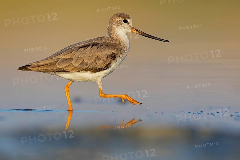 Terek sandpiper, (Xenus cinereus), animal, animals, bird, birds, snipe family, snipe, biotope, habitat, foraging Salalah, Raysut, Sohar, Oman