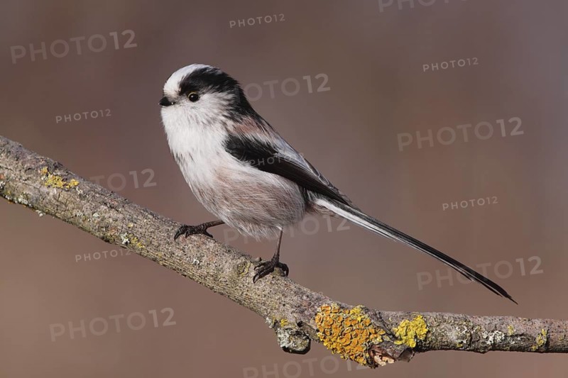 Long-tailed Tit (Aegithalos caudatus), Lower Saxony, Germany