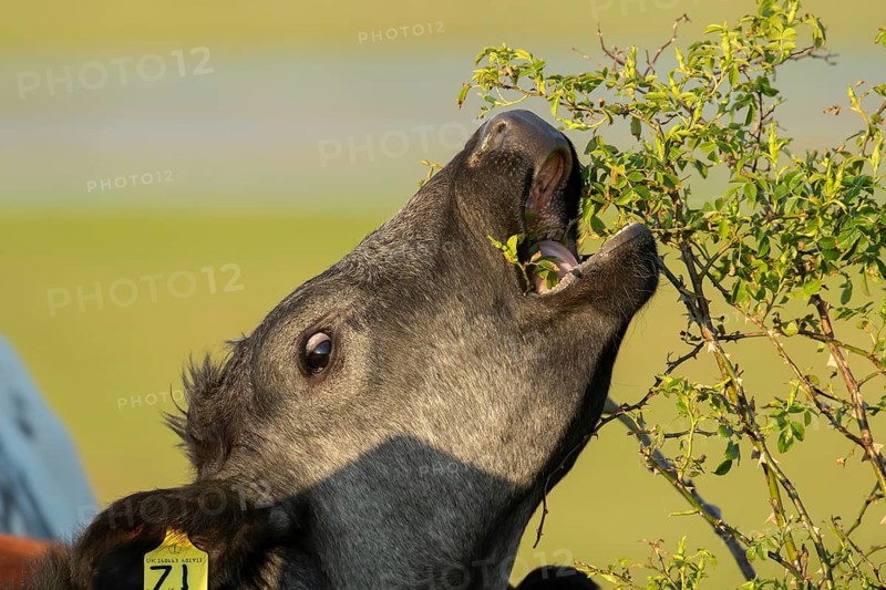 Domestic cattle or cow (Bos taurus) adult farm animal eating a wild rose bush in a hedgerow, England, United Kingdom