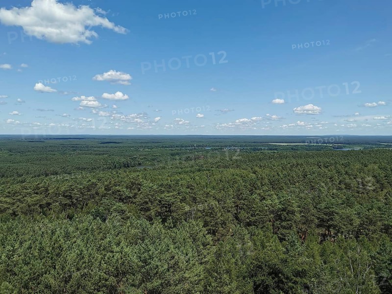Extensive view of a dense green forest under a blue sky with few clouds, Spreewald Biosphere Reserve