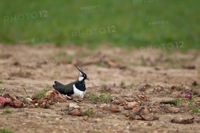 Northern lapwing (Vanellus vanellus) adult wading bird sitting on a nest in an arable field in spring, Suffolk, England, United Kingdom